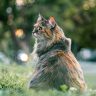 读者瓜田边上的猫的头像，户外光线下的背影照片